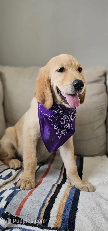 Hazel – Golden Retriever, English Cream Golden Retriever puppy for sale in Delano, CA