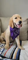Hazel, a female Golden Retriever and English Cream Golden Retriever for sale in Delano, CA – 1 of 5