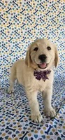 Luna, a female Golden Retriever for sale in Delano, CA – 4 of 9