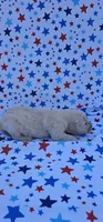Winston , a male English Cream Golden Retriever for sale in Delano, CA – 2 of 5
