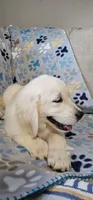 Toby, a male Golden Retriever for sale in Delano, CA – 3 of 9