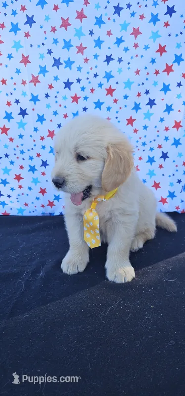 Casper – Golden Retriever puppy for sale in Delano, CA