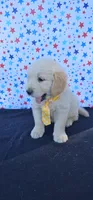 Rusty, a male Golden Retriever for sale in Delano, CA – 1 of 6