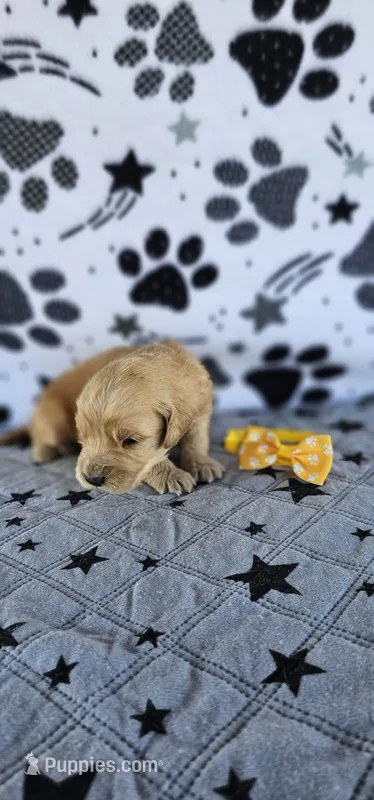 Buddy  – Golden Retriever puppy for sale in Delano, CA
