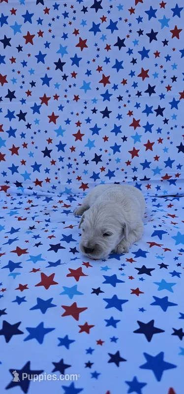 Luna – English Cream Golden Retriever puppy for sale in Delano, CA