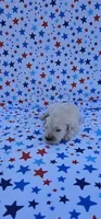 Luna, a female English Cream Golden Retriever for sale in Delano, CA – 1 of 5
