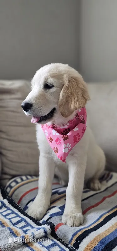 Luna – Golden Retriever, English Cream Golden Retriever puppy for sale in Delano, CA