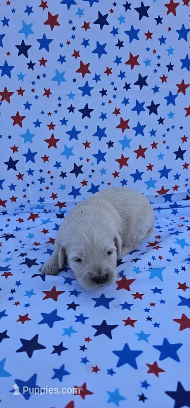 Winston  – English Cream Golden Retriever puppy for sale in Delano, CA