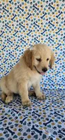 Honey, a female Golden Retriever for sale in Delano, CA – 2 of 7
