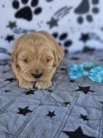 Max, a male Golden Retriever for sale in Delano, CA – Photo 3 of 5