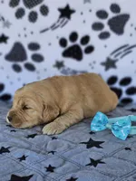 Max, a male Golden Retriever for sale in Delano, CA – Photo 4 of 5