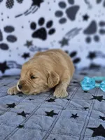 Max, a male Golden Retriever for sale in Delano, CA – Photo 2 of 5