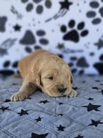 Max, a male Golden Retriever for sale in Delano, CA – Photo 5 of 5
