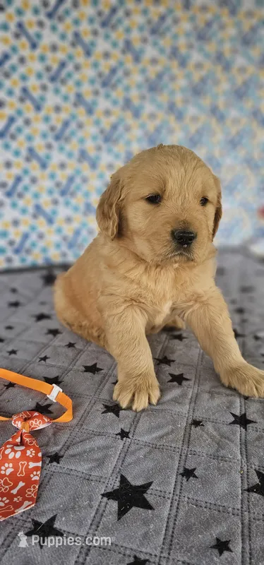 Max – Golden Retriever puppy for sale in Delano, CA
