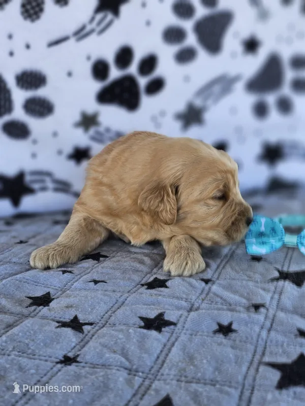 Max – Golden Retriever puppy for sale in Delano, CA