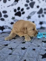 Max, a male Golden Retriever for sale in Delano, CA – Photo 1 of 5