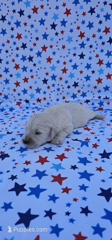 Maisie  – English Cream Golden Retriever puppy for sale in Delano, CA