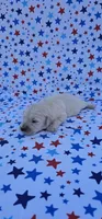 Maisie , a female English Cream Golden Retriever for sale in Delano, CA – 1 of 5