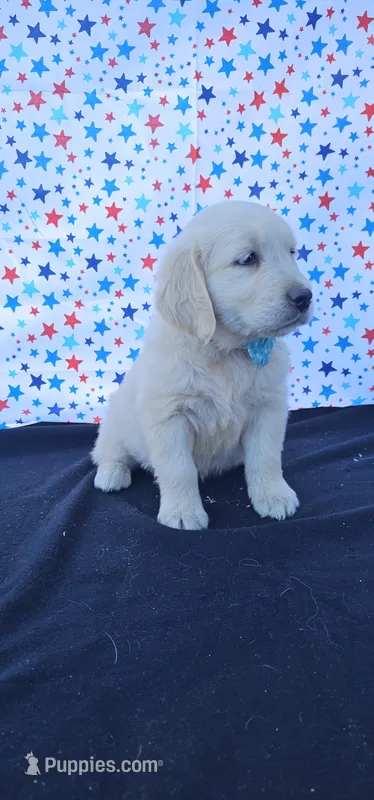 Luna – Golden Retriever puppy for sale in Delano, CA