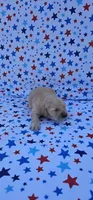 Lucy, a female English Cream Golden Retriever for sale in Delano, CA – 2 of 4