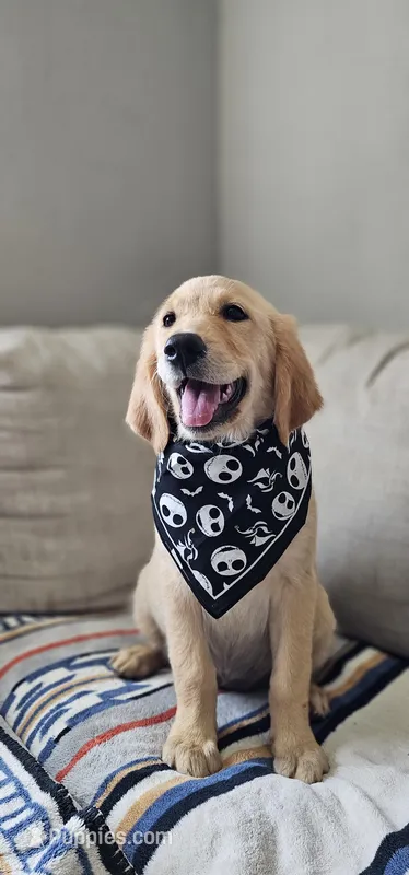 Honey – Golden Retriever, English Cream Golden Retriever puppy for sale in Delano, CA