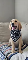 Honey, a female Golden Retriever and English Cream Golden Retriever for sale in Delano, CA – 1 of 5