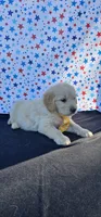 Rusty, a male Golden Retriever for sale in Delano, CA – 3 of 6