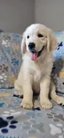 Toby, a male Golden Retriever for sale in Delano, CA – 2 of 9