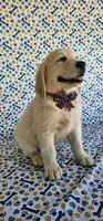 Luna, a female Golden Retriever for sale in Delano, CA – 8 of 9