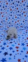 Luna, a female English Cream Golden Retriever for sale in Delano, CA – 4 of 5