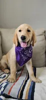 Hazel, a female Golden Retriever and English Cream Golden Retriever for sale in Delano, CA – 5 of 5