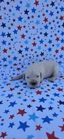 Winston , a male English Cream Golden Retriever for sale in Delano, CA – 4 of 5