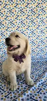 Luna, a female Golden Retriever for sale in Delano, CA – 3 of 9