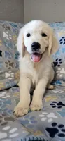 Toby, a male Golden Retriever for sale in Delano, CA – 4 of 9