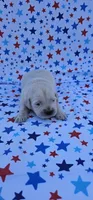 Casper, a male English Cream Golden Retriever for sale in Delano, CA – 5 of 5