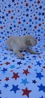 Rusty , a male English Cream Golden Retriever for sale in Delano, CA – 2 of 5