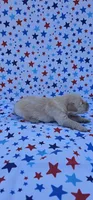Rusty , a male English Cream Golden Retriever for sale in Delano, CA – 4 of 5