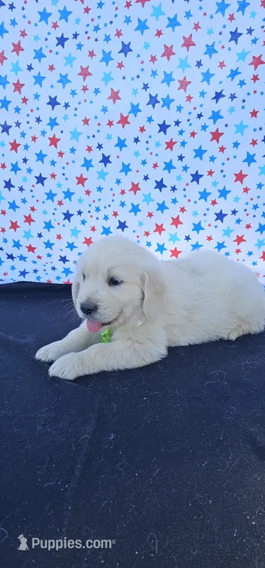 Winston  – Golden Retriever puppy for sale in Delano, CA