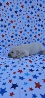 Casper, a male English Cream Golden Retriever for sale in Delano, CA – 3 of 5