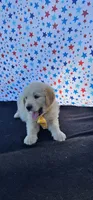 Rusty, a male Golden Retriever for sale in Delano, CA – 4 of 6