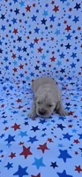 Honey , a female English Cream Golden Retriever for sale in Delano, CA – 4 of 5