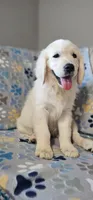 Toby, a male Golden Retriever for sale in Delano, CA – 8 of 9