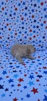 Honey , a female English Cream Golden Retriever for sale in Delano, CA – 2 of 5