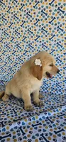 Honey, a female Golden Retriever for sale in Delano, CA – 5 of 7