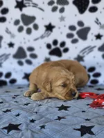 Cooper , a male Golden Retriever for sale in Delano, CA – Photo 5 of 5
