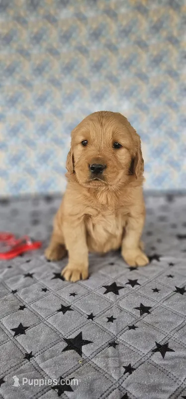 Cooper  – Golden Retriever puppy for sale in Delano, CA