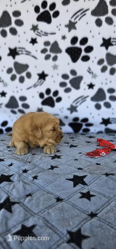 Cooper  – Golden Retriever puppy for sale in Delano, CA