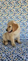 Honey, a female Golden Retriever for sale in Delano, CA – 4 of 7