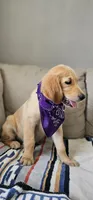 Hazel, a female Golden Retriever and English Cream Golden Retriever for sale in Delano, CA – 2 of 5