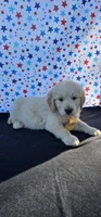 Rusty, a male Golden Retriever for sale in Delano, CA – 2 of 6